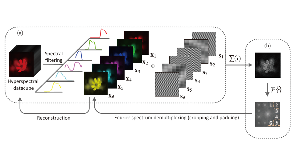 Snapshot hyperspectral imaging via spectral basis multiplexing in Fourier domain | OSA Optics Express 2019